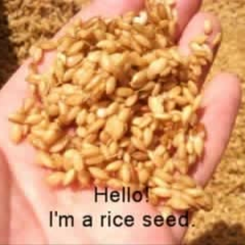 A story of rice seed