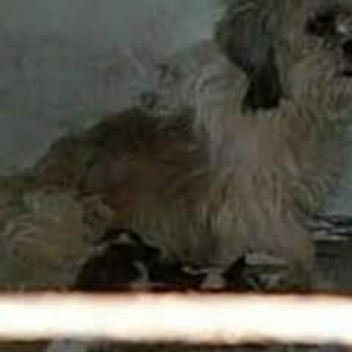 Mandy's Big Adventure