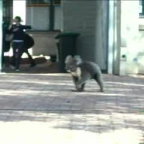 Koala At School