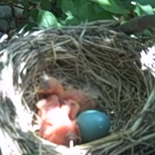 Newborn Robins