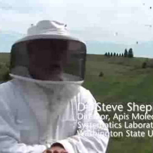 Clean bees: Hygienic beehive behavior