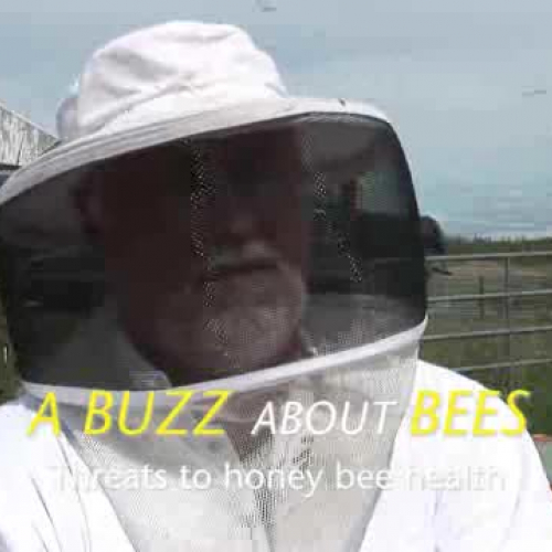 A Buzz about Bees - Full version