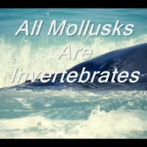 Mollusk Song