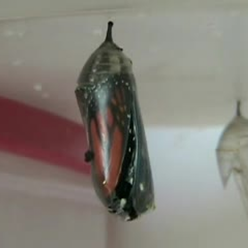Butterfly Emerges from Chrysalis