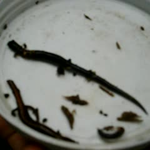 Salamander Tail
