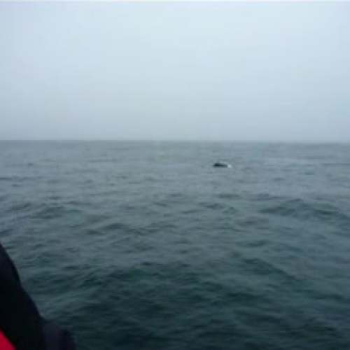 Whale spotting