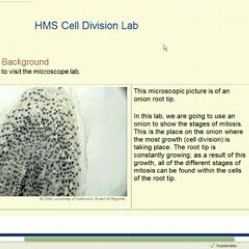 Cell Division Lab