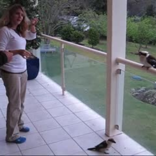 Feeding Kookaburras