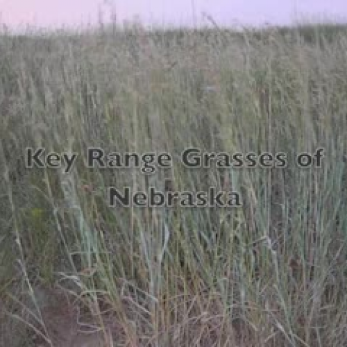 5 Major Nebraska Range Grasses