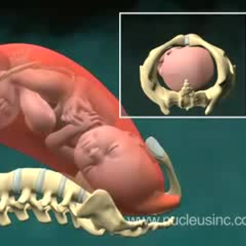 Vaginal Child Birth