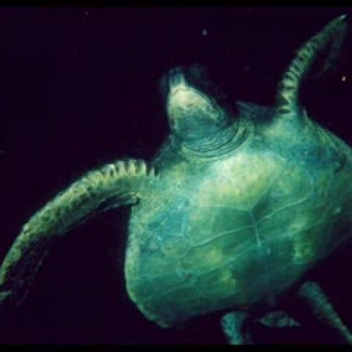 Save the Sea Turtles