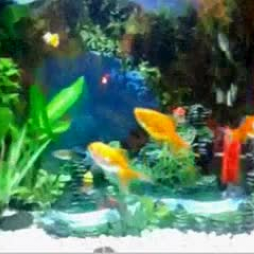 Animals 2 by 2 Guppies and Goldfish