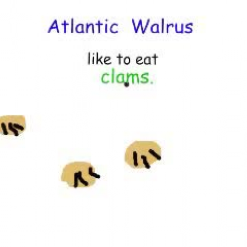 Artic Walrus