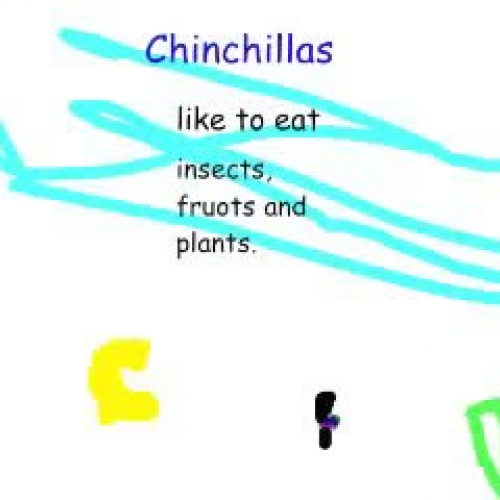 Chinchillas