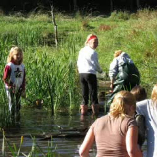 Final Project Pond Research