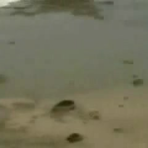 tsunami video