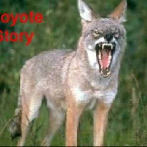 Coyote