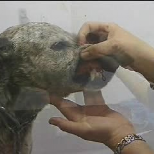 Cardinal Signs in Dogs