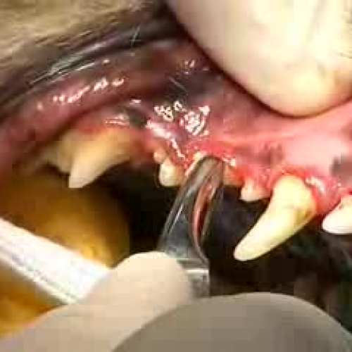 Cracking Calculus off Canine Teeth