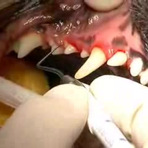 Dental Probing of Canine Teeth