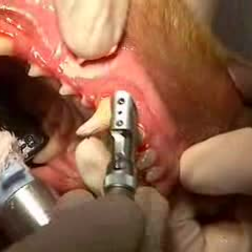 Dental Polishing of Canine Teeth
