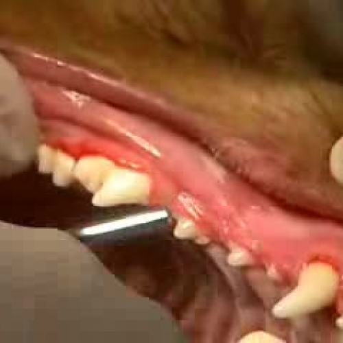 Rinsing Canine Mouth After Dental