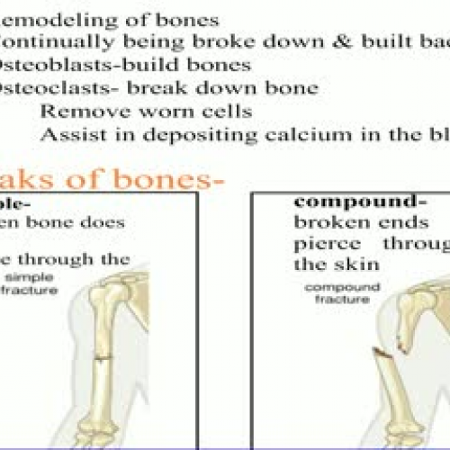 Bone-Remolding &amp; Repairing