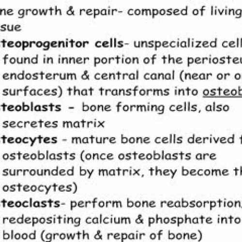 Bone Growing-Ossification