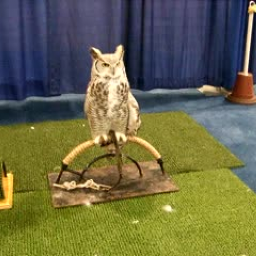 Samantha the Great Horned Owl