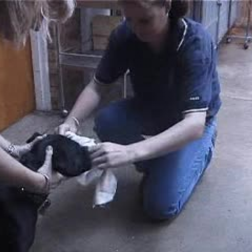 Applying a Muzzle to a Dog