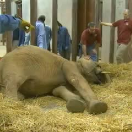 Elephant Tusk Procedure #2