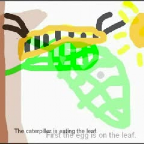 Butterfly Life Cycle 2