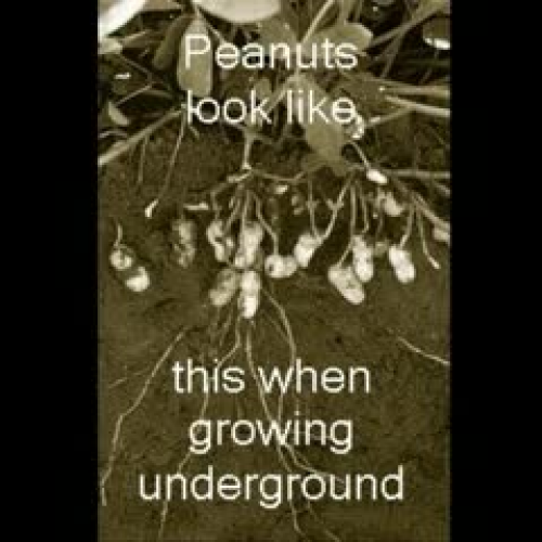 Nuts, Nuts Everywhere!