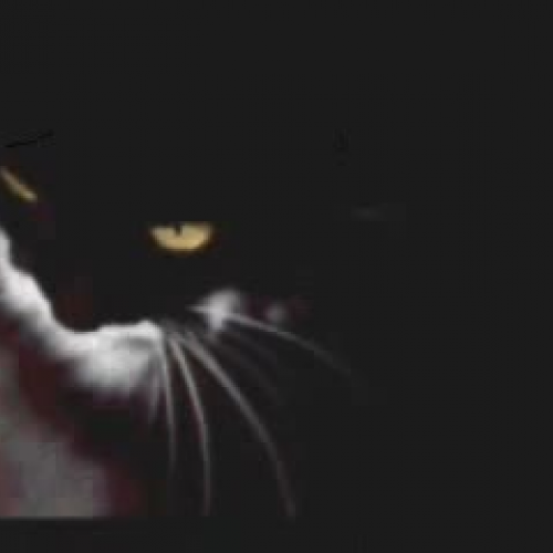 The Black Cat: Part 1