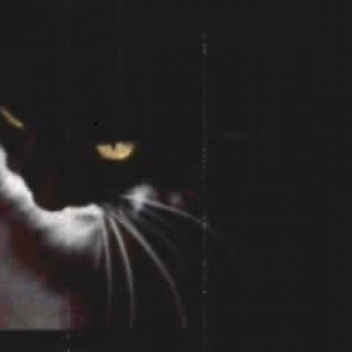 The Black Cat: Part 2