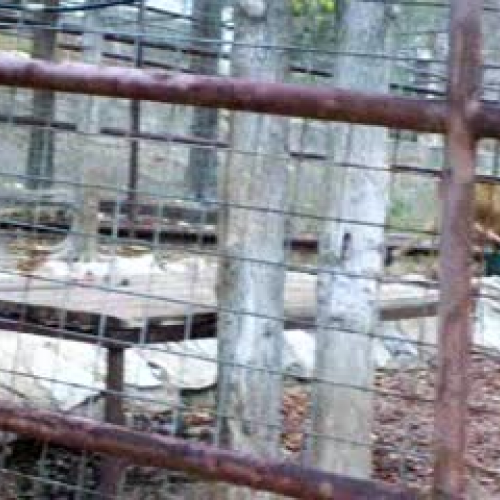 Feeding Shauna (a lioness)