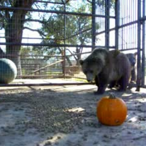 Grizzly Bears with Pumpkins