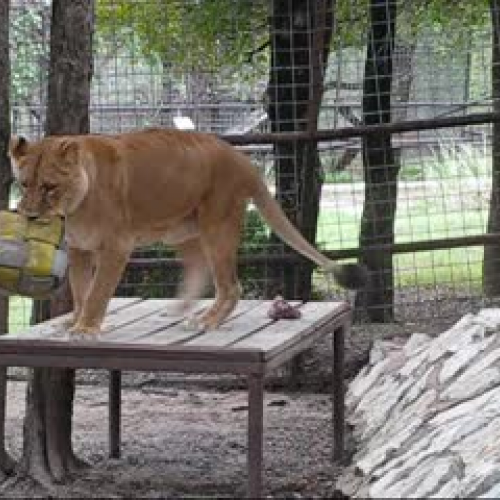 Shauna's Fire Hose Ball