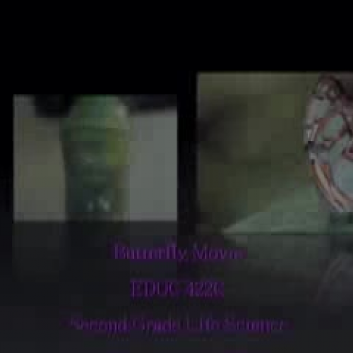 Life cycle of a Butterfly