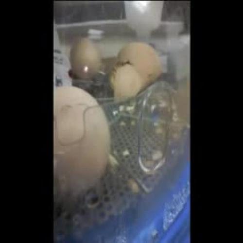 Hatching a chick