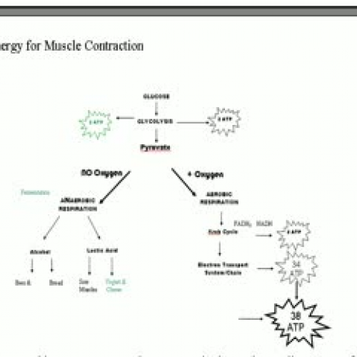 Muscle Contraction 2