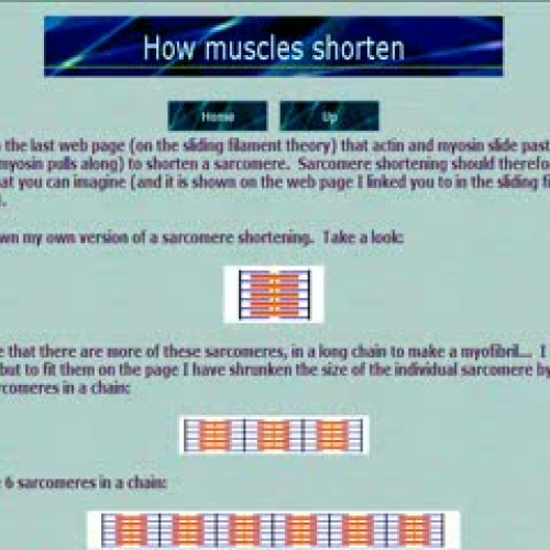 Muscle Contraction 3b