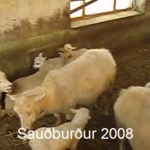 Sauðburður 2008