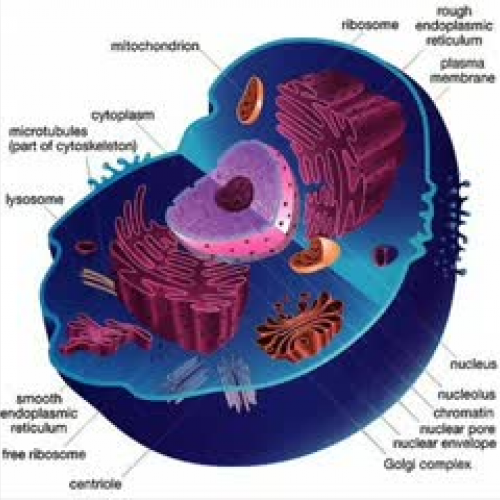 Talon and Kaelynns Mitochondria