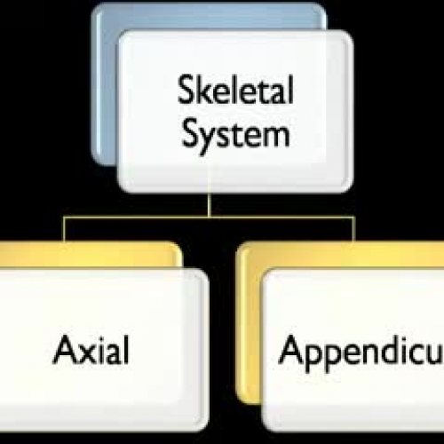 Mr. Fords Anatomy Physiology: Cranial Bone pt