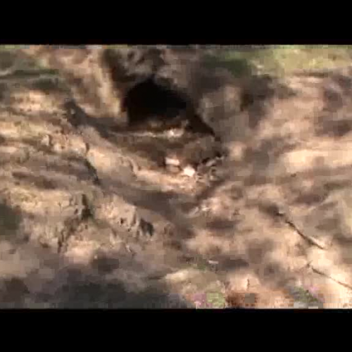 Dead Wombat