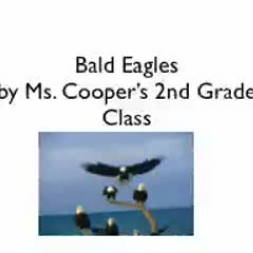 Bald Eagles Presentation