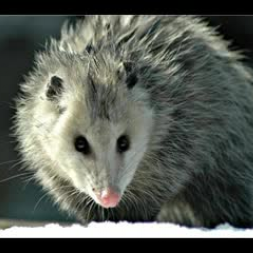 Opposum