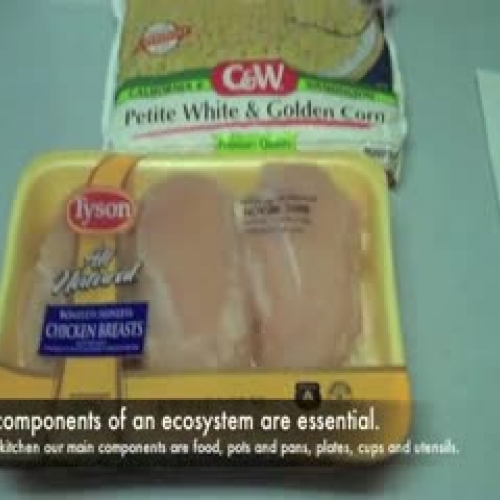 Biodiversity of a Kitchen Ecosystem