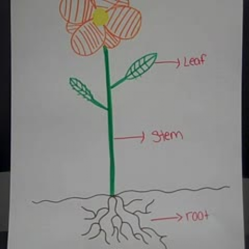 Parts of a Plant 2
